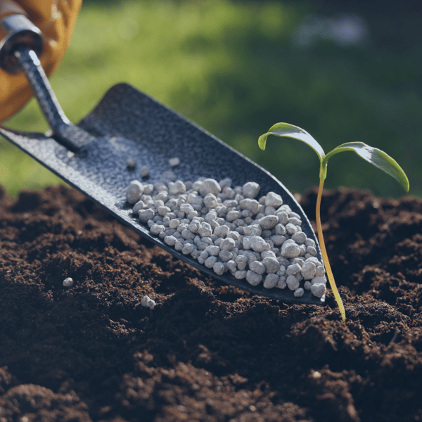 Aplicación de fertilizante a una planta en crecimiento en un campo